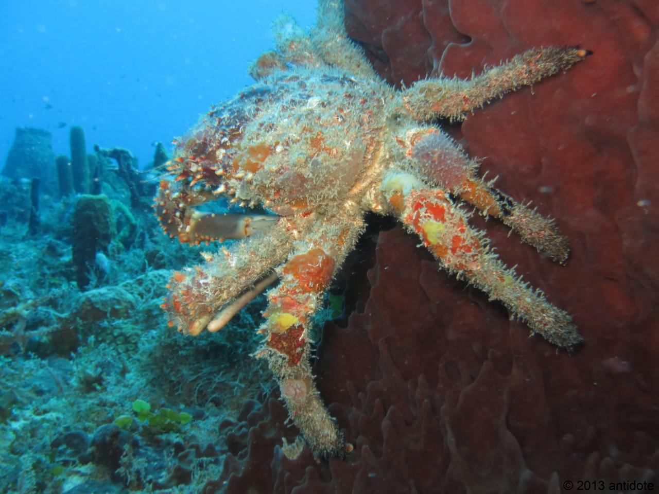 araignee de mer – Jeunes Aquanautes Montreuillois